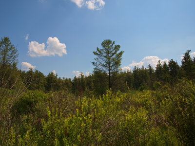 Shrub Swamp and Coniferous Forest
