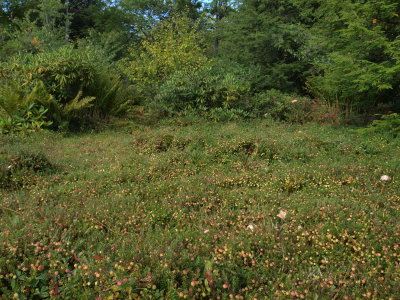 Appalachian Mountain Bog with Cranberry