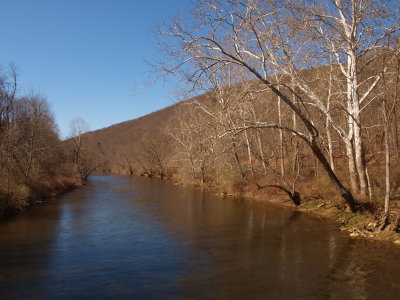 Stream with American Sycamore