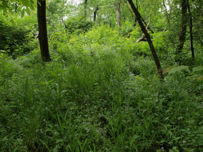 Hardwood Forest with Dense Undergrowth and Miami-Mist