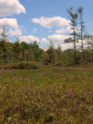 Glacial Bog - Open Mat with Grass-Pink Orchids