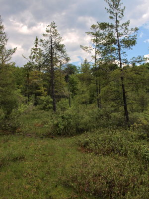 Glacial Bog - Open Mat with Leatherleaf and White Pine