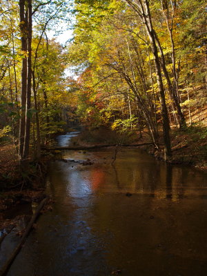 Stream in Hardwood Forest