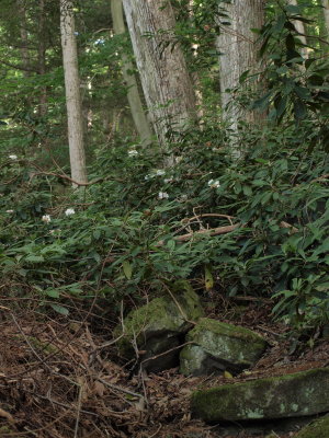 Rocky Forest with Great Rhododendron
