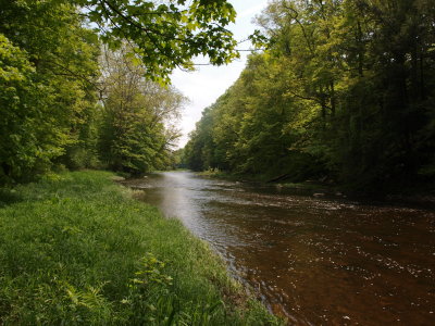 Grassy Streambank
