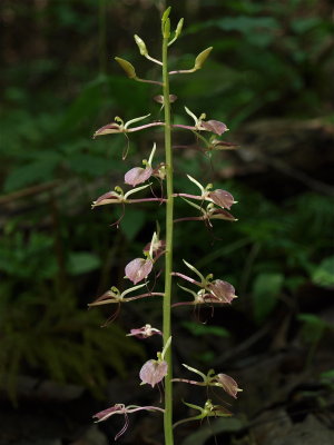 Liparis liliifolia (Lily-Leaved Twayblade)