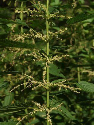 Urtica dioica ssp. gracilis (Tall Nettle)