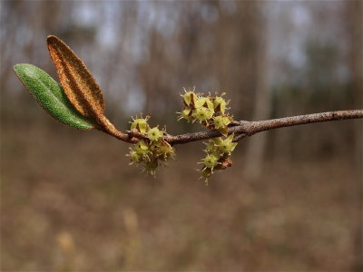 Shepherdia canadensis (Canada Buffaloberry)