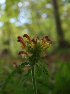 Pedicularis canadensis (Wood Betony)