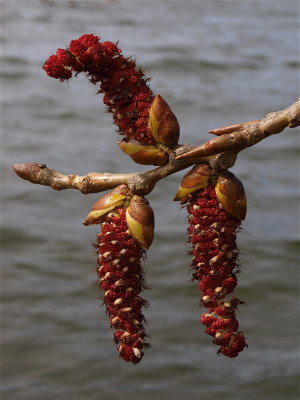 Populus deltoides (Eastern Cottonwood) - Male Flowers