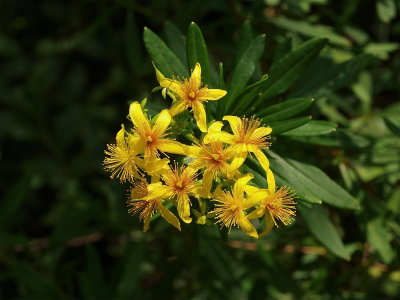 Hypericum densiflorum (Bushy St. Johnswort)