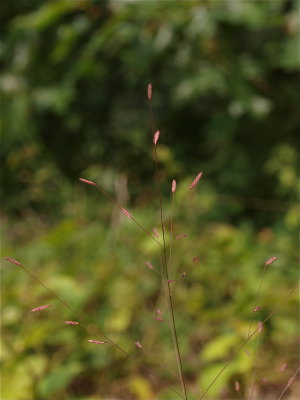 Eragrostis spectabilis (Purple Love Grass)
