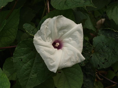 Ipomoea pandurata (Wild Potato Vine)