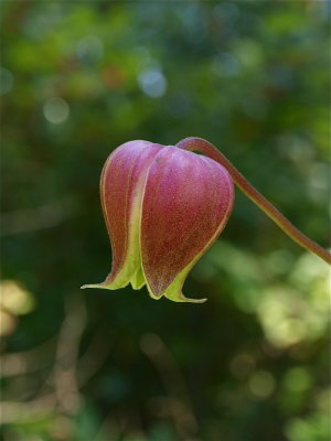 Clematis viorna (Leatherflower)