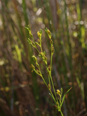 Hypericum canadense (Lesser Canadian St. Johnswort)
