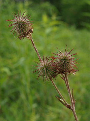 Geum rivale (Water Avens)