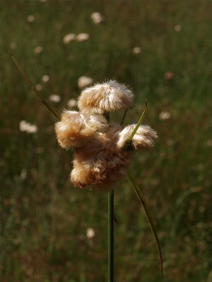 Eriophorum virginicum (Tawny Cotton-Sedge)