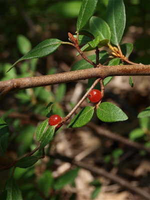Shepherdia canadensis (Canada Buffaloberry)