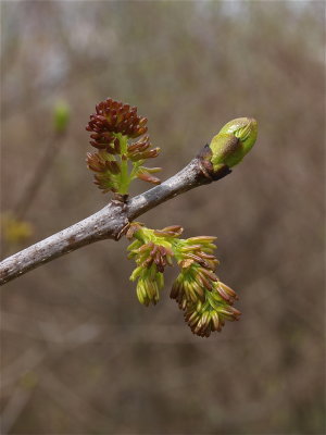 Fraxinus americana (White Ash)