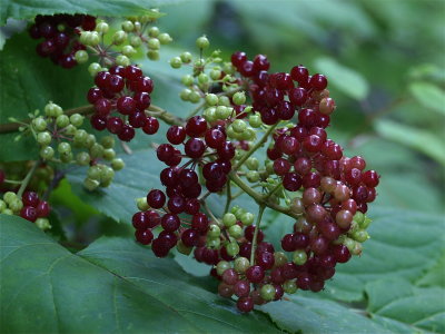 Aralia racemosa (Spikenard)
