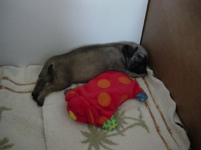 Cricket Sleeping