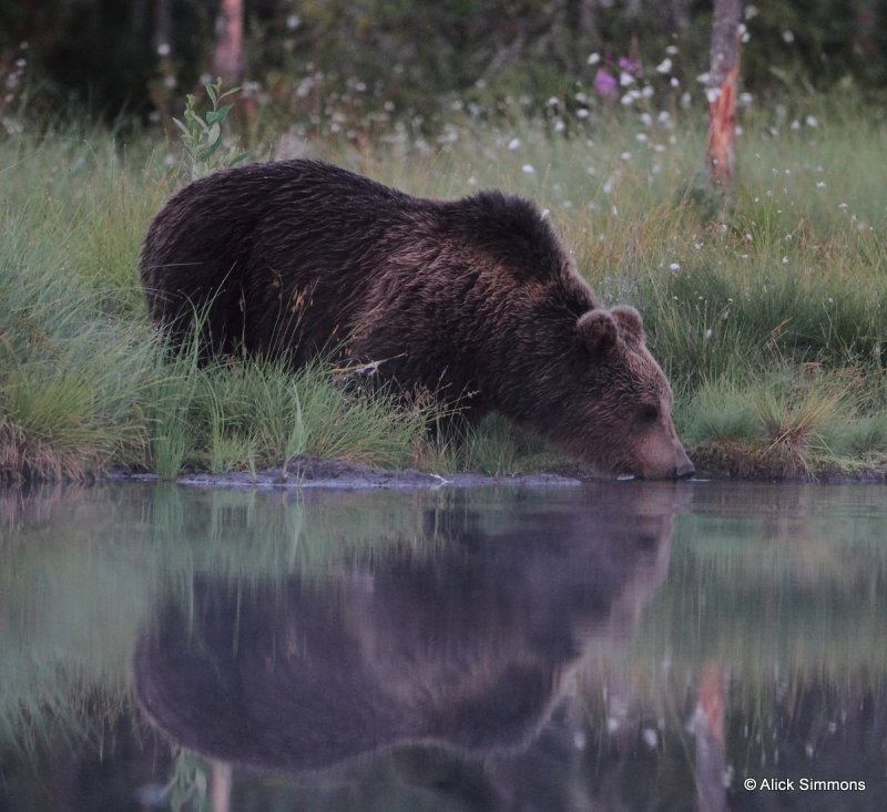 33-brownbear2-finland-AGS-001.JPG