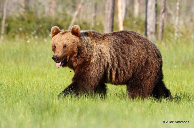 33-brownbear3-finland-AGS-001.JPG