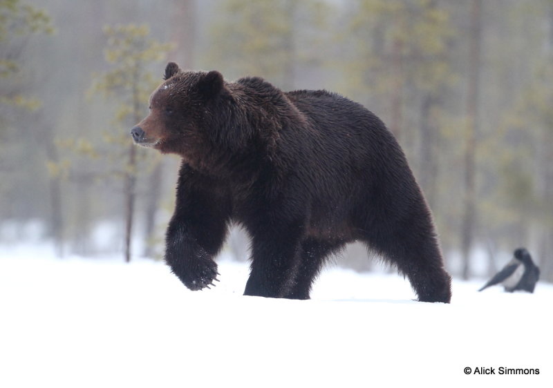 33-brownbear6-finland-alicksimmons.JPG