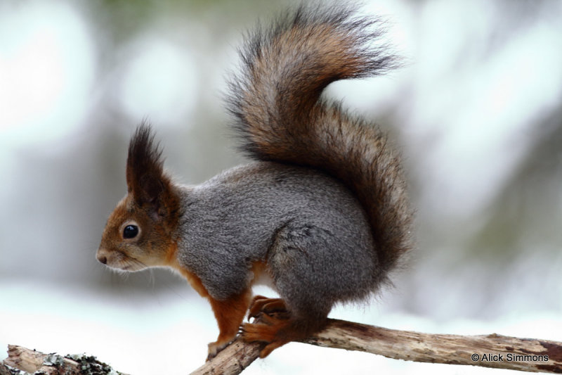 Red Squirrel.jpg