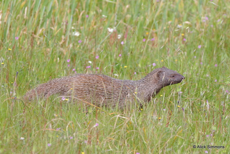 Egyptian Mongoose