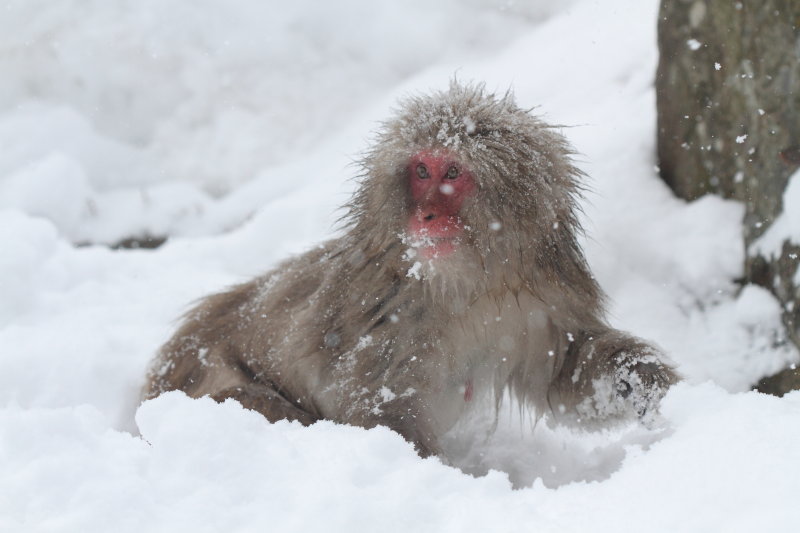 Japanese Macaque