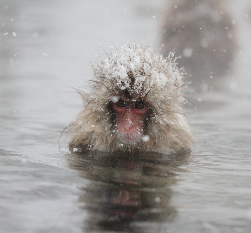 Japanese Macaque