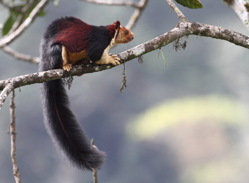 Malabar Giant Squirrel