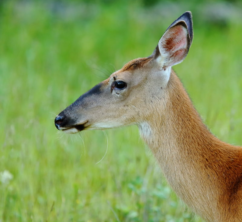 White-tailed deer