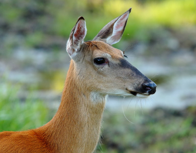 White-tailed Deer