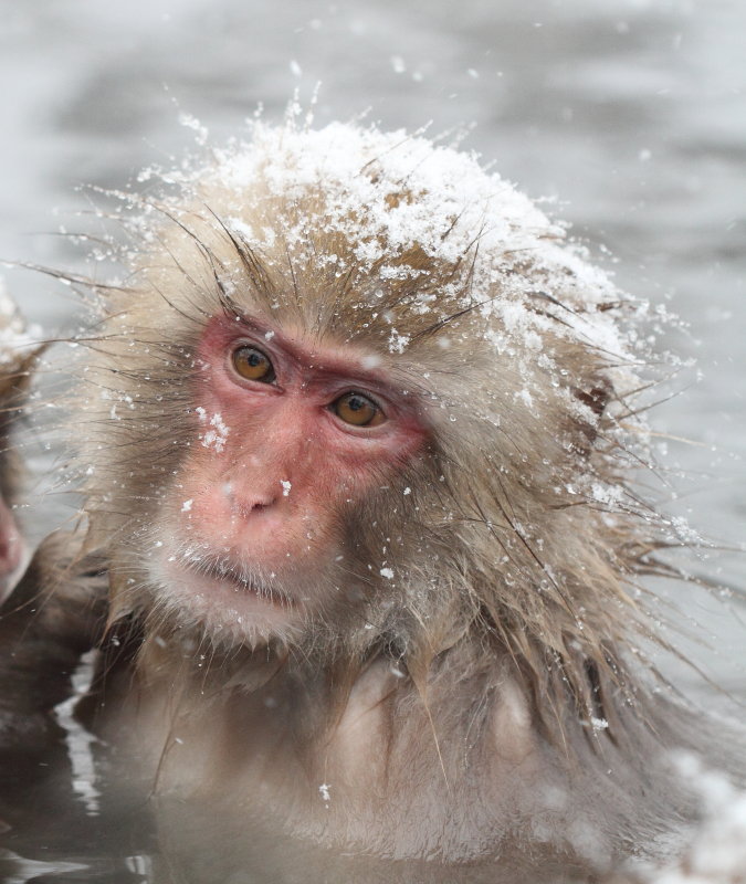 Japanese Macaque