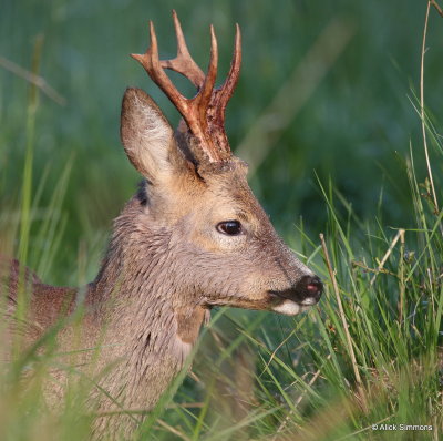 Roe Deer