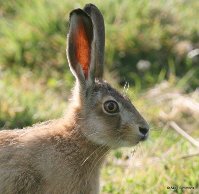 Brown Hares
