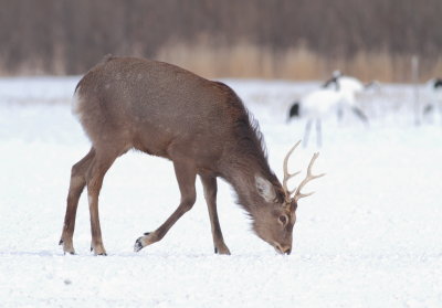 Sika Deer