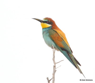 European Bee Eater
