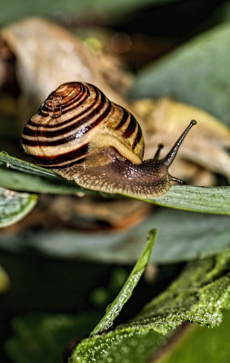 Snail 