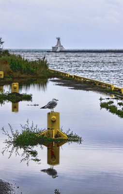 Gull on a Post 