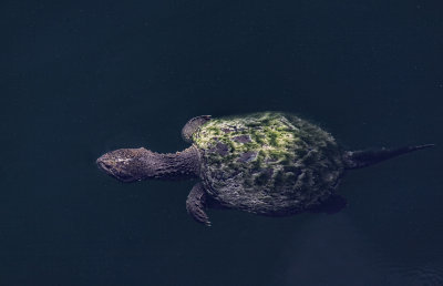 Diving Snapper 