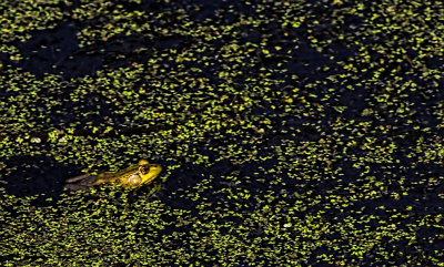 Frog in a Pond 