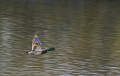 Flying Duck 