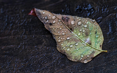 Leaf After the Rain