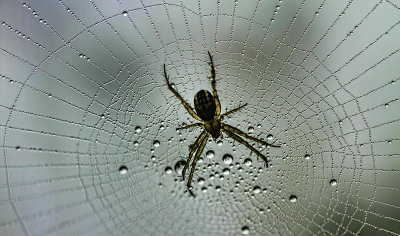 Spider and Dew