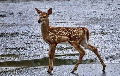 Bambi Crossing the Road 