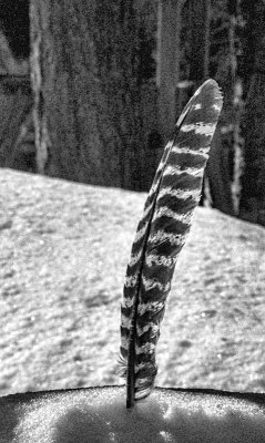 Turkey Feather in the Snow 