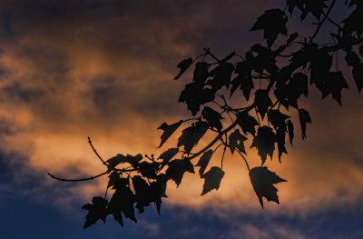 Leaf Silhouette 